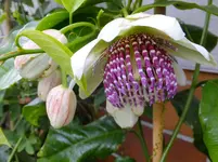 DSCF9436.webp