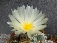 DSCF9358.webp