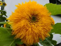 DSCF9414.webp