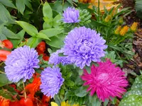 DSCF9360.webp