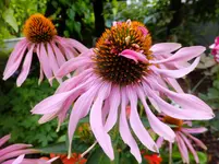 DSCF9365.webp