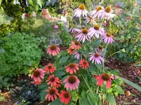 DSCF9427.webp