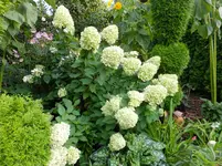 DSCF9422.webp