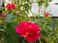 DSCF9428.webp