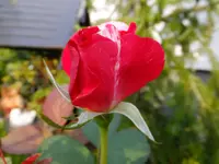 DSCF9431.webp