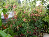 DSCF9441.webp