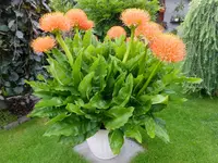 DSCF9375.webp