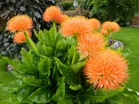 DSCF9377.webp