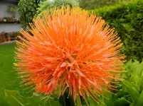 DSCF9385.webp