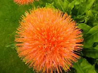 DSCF9389.webp