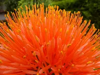 DSCF9387.webp