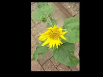 Sonnenblume 0815.webp