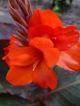 Corail.JPG