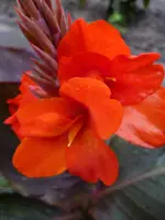 Corail.webp