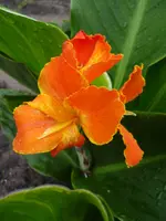Baroness Lissy1.webp