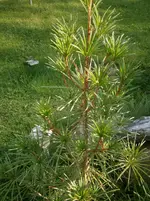 P8200111.webp