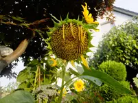 DSCF9438.webp