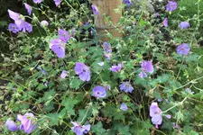 DSCF2887.webp