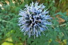 DSCF2891 (2).webp