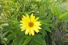lemon queen.webp