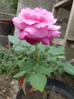 P1490341.webp