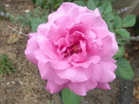 P1490344.webp