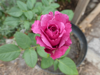 P1490124.webp