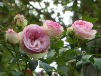 P1490370.webp