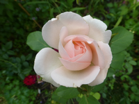 P1490433.webp