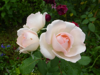 P1490642.webp