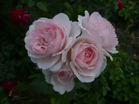 P1500057.webp