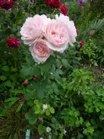 P1500330.webp