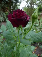 P1500275.webp