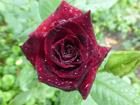 P1500153.webp