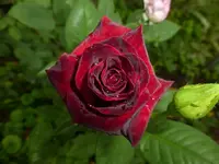 P1500271.webp