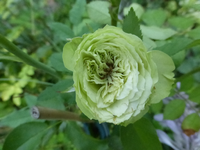P1500064.webp