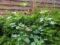 DSCF9445.webp