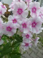 P1500228.webp