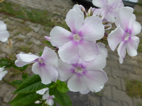 P1500231.webp