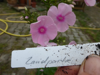 P1500241.webp