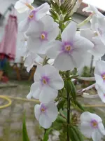 P1500244.webp