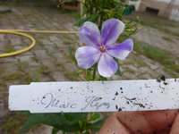 P1500238.webp