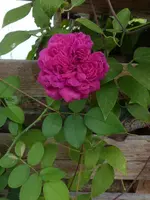 P1500521.webp