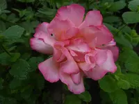 P1500438.webp