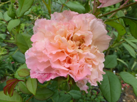P1500428.webp