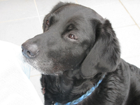 Bommel Cannim.webp