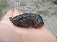 P1490207.webp