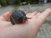 P1490210.webp