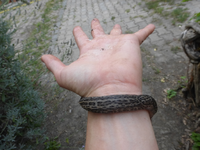 P1490221.webp