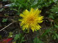 P1500326.webp